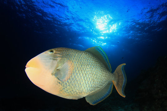 Yellowmargin Triggerfish: fish coral reef underwater sea ocean
