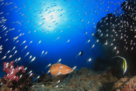 Tropical fish on coral reef sea ocean underwater