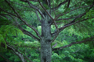 新緑の木とエコロジー