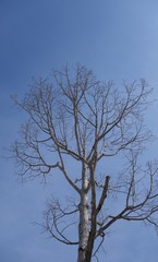 Dead wood with sky background