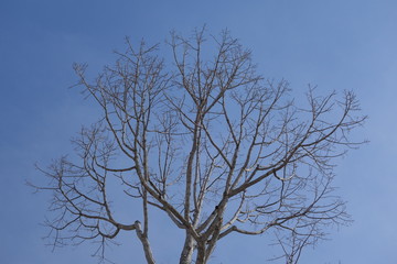 Dead wood with sky background