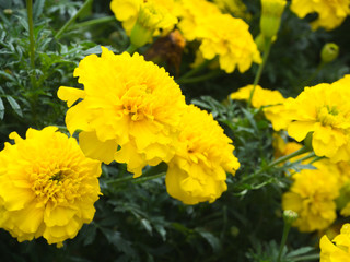 Yellow Daisy Flower background