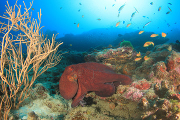 Octopus