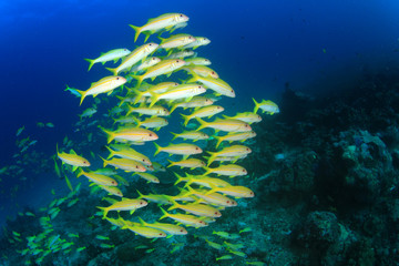 Fototapeta na wymiar Tropical fish on coral reef sea ocean underwater