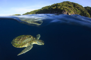 Obraz premium Green Sea Turtle swims below ocean surface next to tropical island