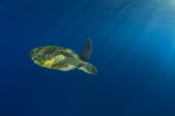 Obraz premium Green Sea Turtle swims below ocean surface next to tropical island