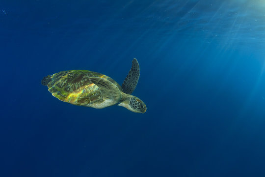 Green Sea Turtle swims below ocean surface next to tropical island