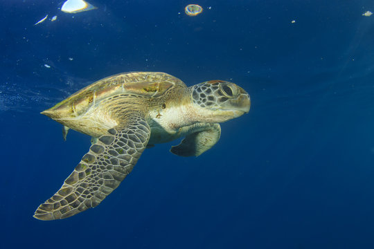 Green Sea Turtle swims below ocean surface next to tropical island