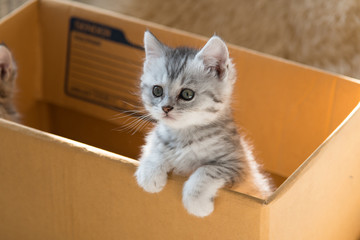 Cute tabby persian kitten