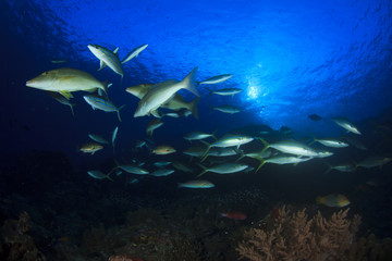 Fototapeta na wymiar Swarm predator fish school hunting: Tuna, Trevallies, Jacks, Rainbow Runners, Emperors, Snappers and Wrasse