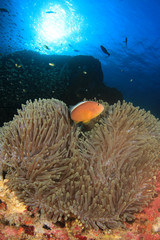 Clownfish Anemonefish Nemo fish