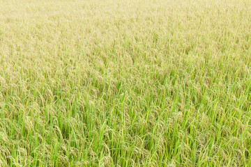 Close up top view rice fields