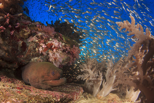 Giant Moray Eel and fih on coral reef