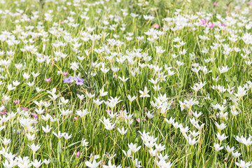Fototapeta premium Fairy Lily flower in garden