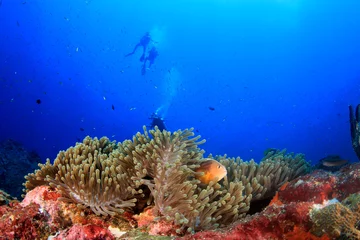 Foto op Aluminium Duikers duiken op koraalrif met vis zee oceaan onderwater © Richard Carey