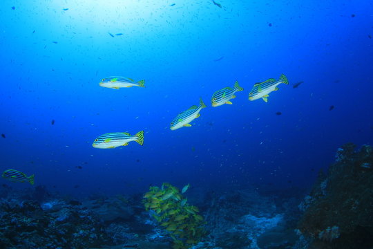 Coral reef, tropical fish, sea ocean underwater