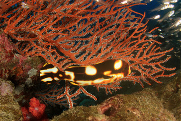 Coral reef, tropical fish, sea ocean underwater