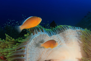 Clownfish Anemonefish Nemo fish