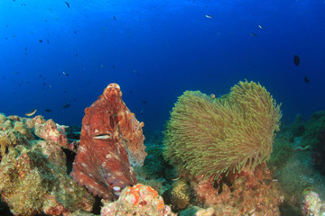 Naklejka na ściany i meble Reef Octopus Sea Anemone clownfish