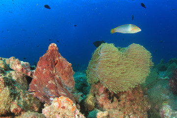 Reef Octopus Sea Anemone clownfish
