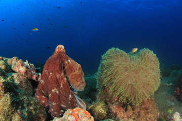 Fototapeta na wymiar Reef Octopus Sea Anemone clownfish