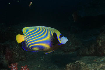 Naklejka na ściany i meble Tropical fish: Emperor Angelfish