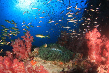 Fototapeta na wymiar Coral reef, tropical fish, sea ocean underwater