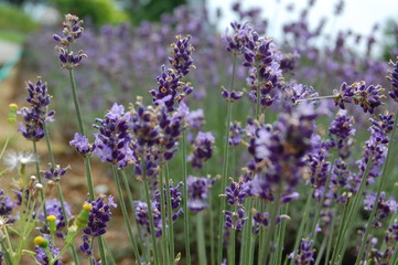 ラベンダー/これはラベンダーです