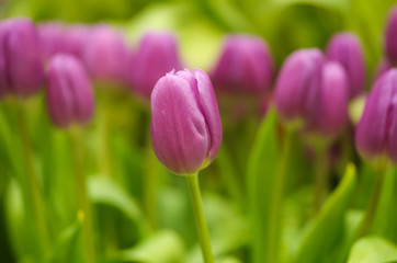 close-up in the field of tulips