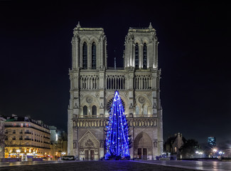 Fototapeta na wymiar Christmas tree at Notre Dame de Paris