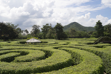 Beautiful labyrinth, maze design in garden of the park