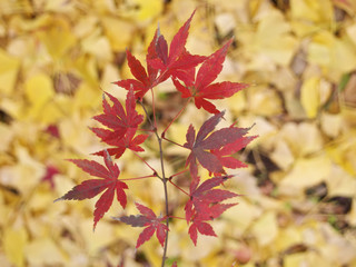 もみじの紅葉と銀杏の落葉