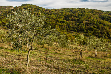 Obraz premium Olive tree in autumn