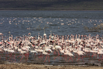 Fototapeta premium Flock Flamingo birds Kenya, East Africa