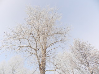 Fototapeta premium Деревья в белом инее в зимний морозный день