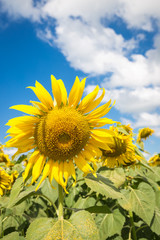 Fototapeta premium closeup sunflowers on blue sky background at the field in summer