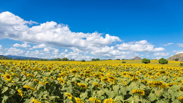 sunflowers on blue sky background at the field in summer