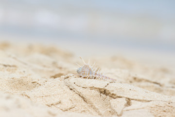 Bright seashell lies on the beach in the sand.