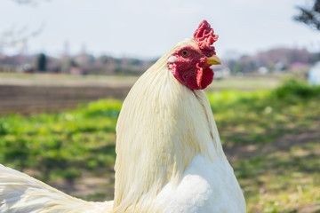 見沼のニワトリ