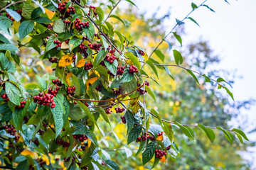 Red berries in the autumn