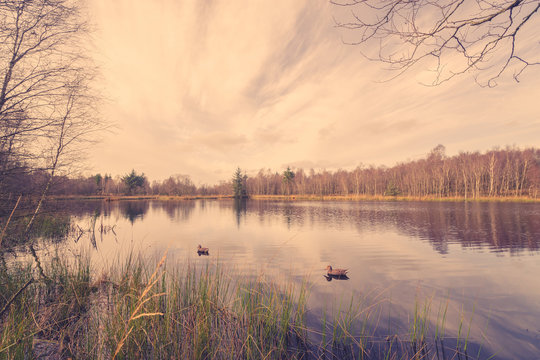 Idyllic lake scenery with lure ducks