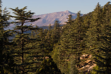 Lebanese cedar pinecone in the forest in the mountains © Viktoria