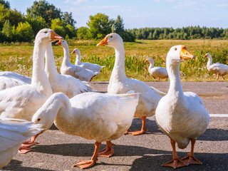Flock Of White Geese On A Road
