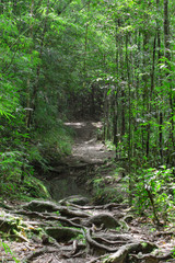 View inside of the forest trees, nature green wood.