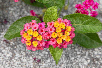 Lantana camara flower in the garden.