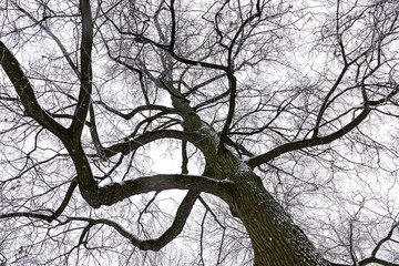 treetops in winter forest