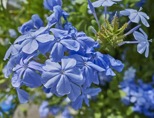 dark blue jasmine flowers natural bouquet close-up