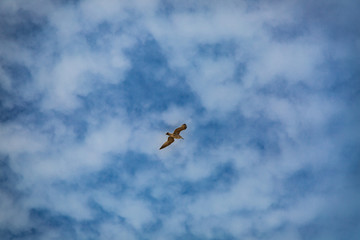 Seagull in the sky of Essaouira.