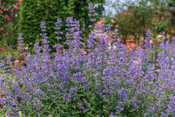 park. flowers