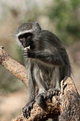 A monkey on a tree eating - 97920917